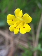 Mimulus primuloides var. linearifolius