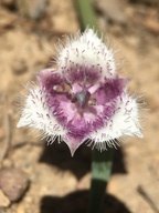 Calochortus elegans