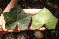 Hedera helix