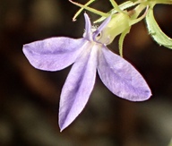 Lobelia dunnii var. serrata