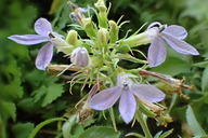 Lobelia dunnii var. serrata