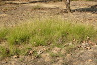 Sporobolus indicus