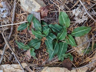 Goodyera oblongifolia