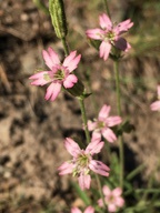 Silene verecunda