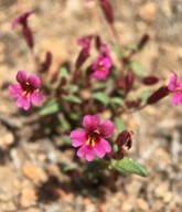 Erythranthe androsacea