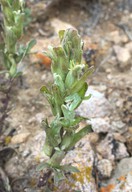 Castilleja plagiotoma