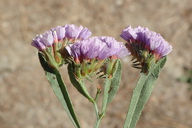 Limonium sinuatum