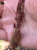 Sorghum halepense