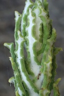 Pseudognaphalium biolettii