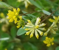 Trifolium dubium