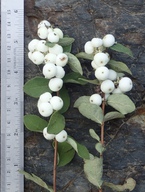 Symphoricarpos mollis