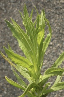 Pseudognaphalium californicum