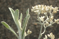 Pseudognaphalium microcephalum