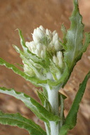 Pseudognaphalium biolettii