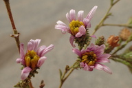 Lessingia filaginifolia