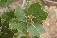 Quercus wislizeni var. frutescens