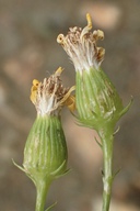 Senecio flaccidus var. douglasii