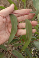 Search for Plants Results - Calflora