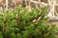 Selaginella bigelovii