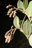 Arctostaphylos glandulosa ssp. glandulosa