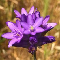 Dichelostemma congestum
