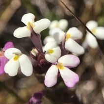 Triphysaria eriantha ssp. rosea