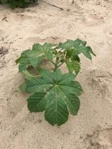 Ricinus communis