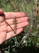 Poterium sanguisorba