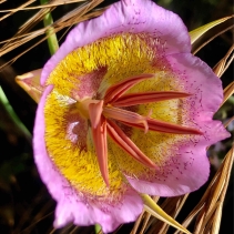 Calochortus plummerae