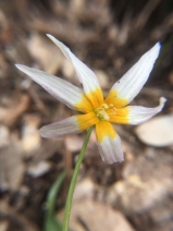 Erythronium purpurascens