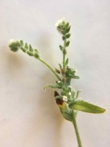 Cryptantha hispidissima