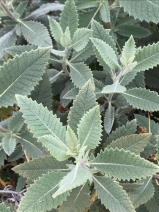 Eriodictyon crassifolium