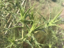Carthamus baeticus