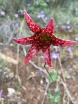 Lilium bolanderi