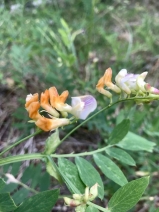 Lathyrus delnorticus