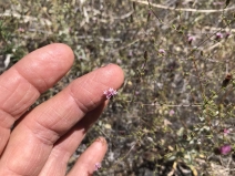 Lessingia ramulosa