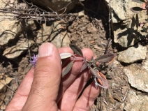 Monardella viridis ssp. viridis