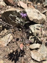 Monardella viridis ssp. viridis