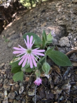 Silene hookeri
