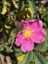Rosa woodsii