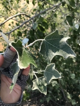 Populus alba