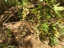 Pistacia atlantica