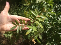 Pistacia atlantica
