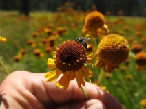 Helenium bigelovii