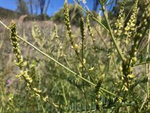 Astragalus clevelandii