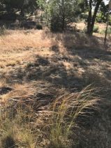 Stipa cernua