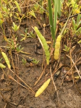 Salicornia bigelovii