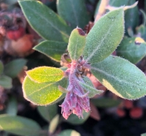 Arctostaphylos montereyensis