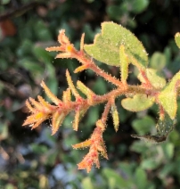 Arctostaphylos tomentosa ssp. bracteosa