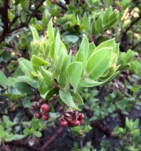 Arctostaphylos montaraensis